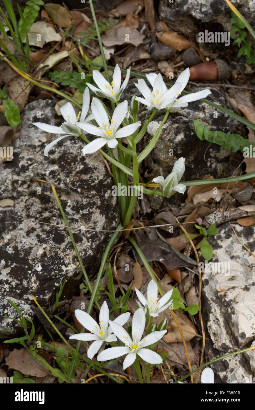 An umbellate star of Bethlehem, Ornithogalum ortophyllum ssp baeticum, south-west Spain. Stock Photo