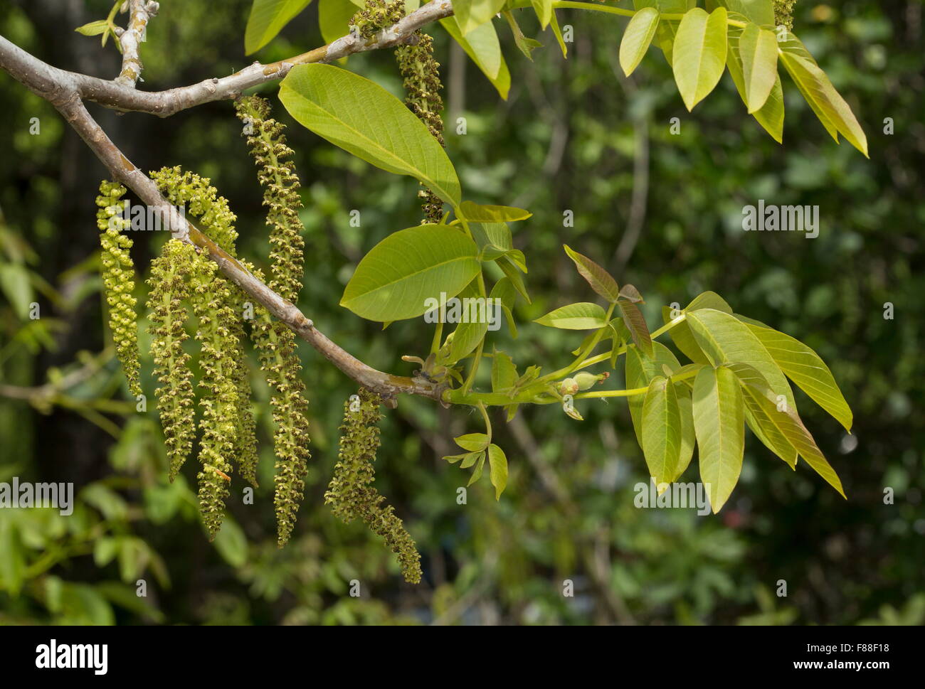 Walnut tree, Juglans regia, in flower with catkins Stock Photo Alamy
