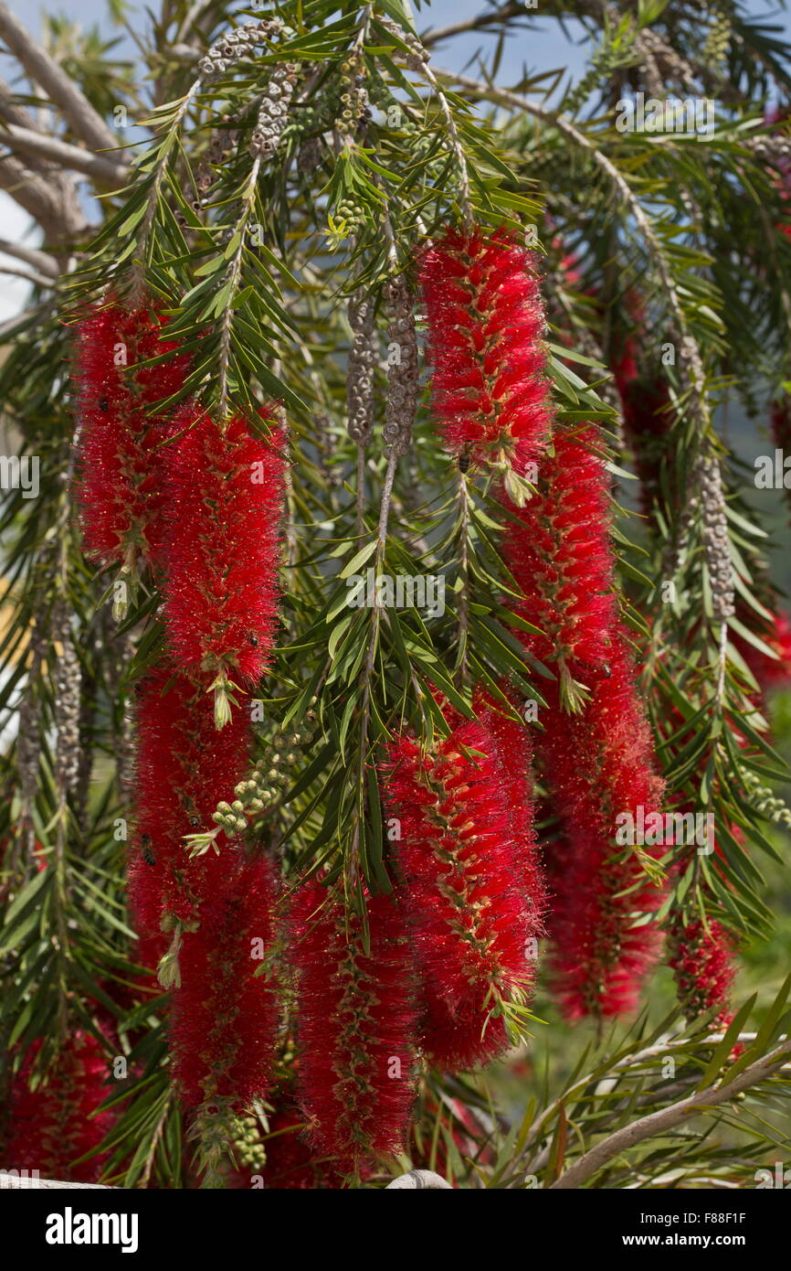 Bottle-brush tree in flower. Callistemon sp. Good for bees. In garden, Spain. Stock Photo