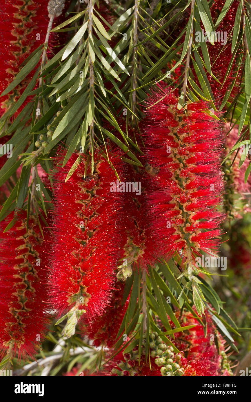 Bottlebrush tree in flower. Callistemon sp. Good for bees. In garden