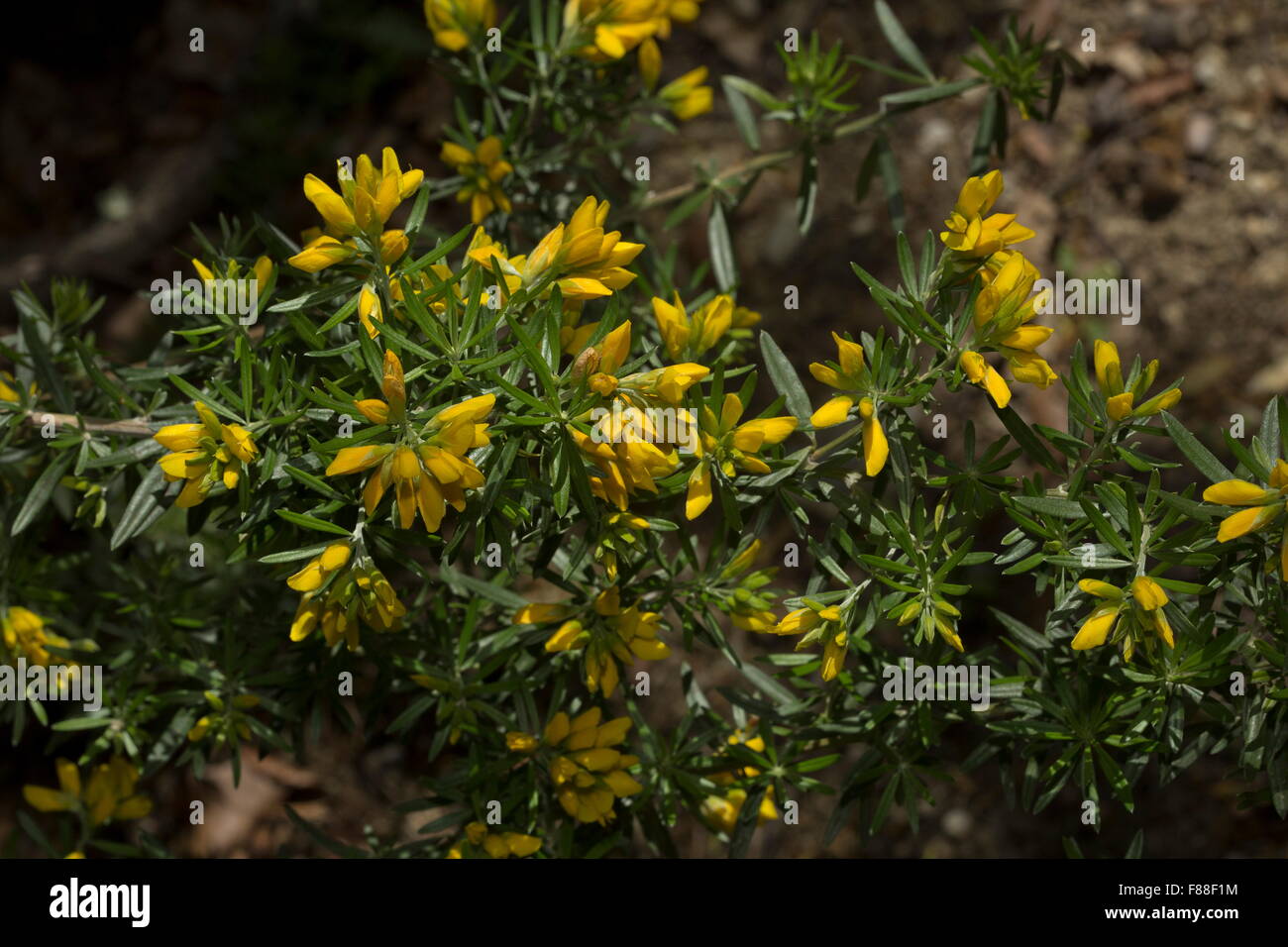 Mediterranean broom, Genista linifolia in flower, south-west Spain. Stock Photo