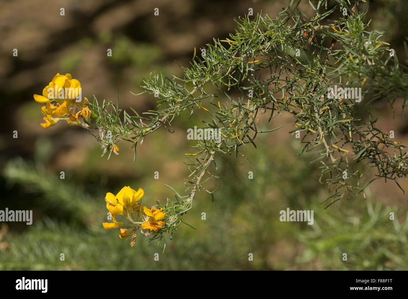 Silver broom, Adenocarpus decorticans in flower; endemic to south-west Spain. Stock Photo