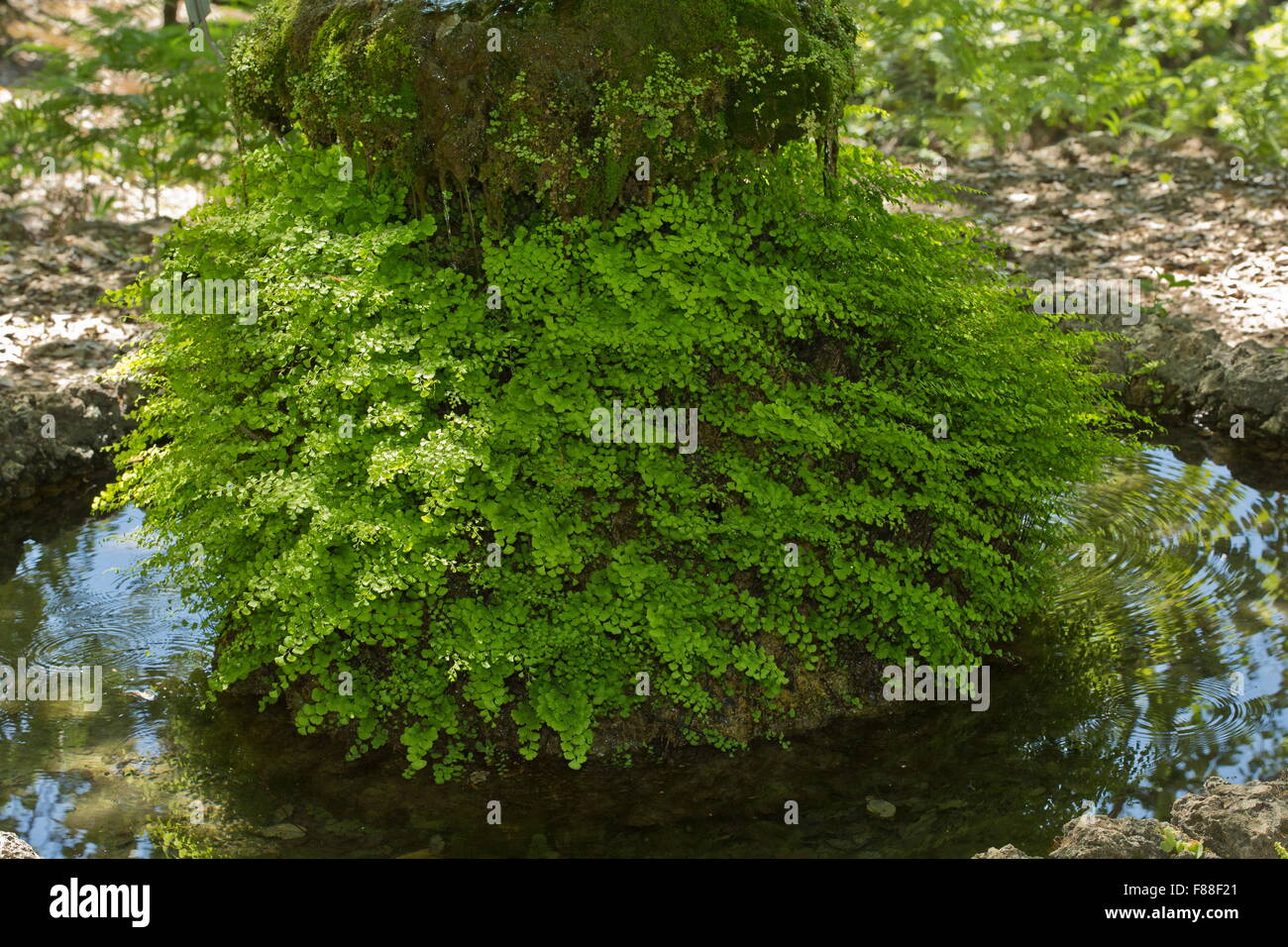Maidenhair fern, Adiantum capillus-veneris, around water-fed garden feature. Spain. Stock Photo