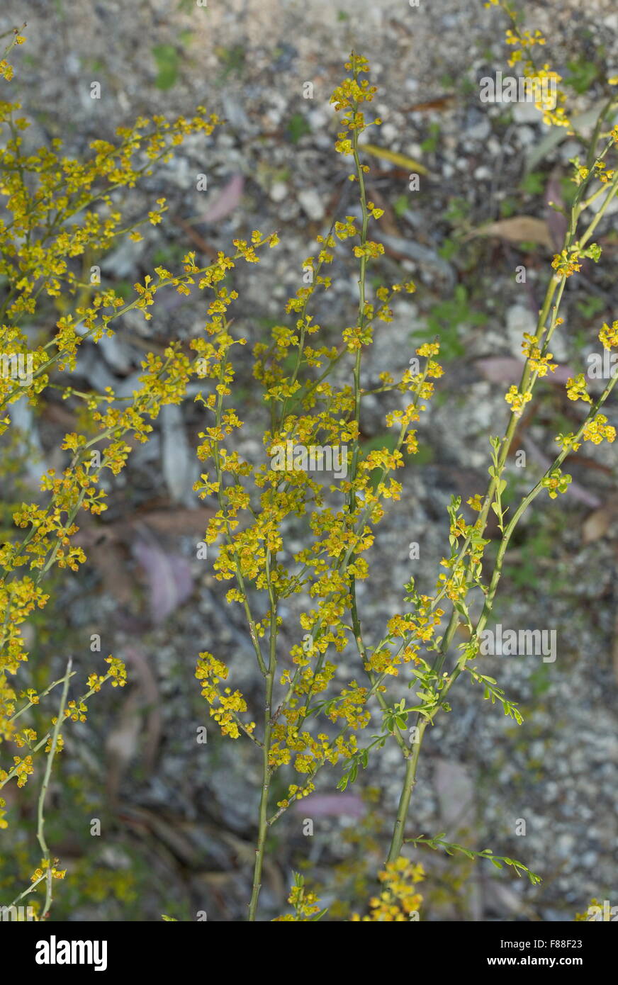 Osyris, Osyris alba, in flower. Semi-parasitic shrub. Spain. Stock Photo