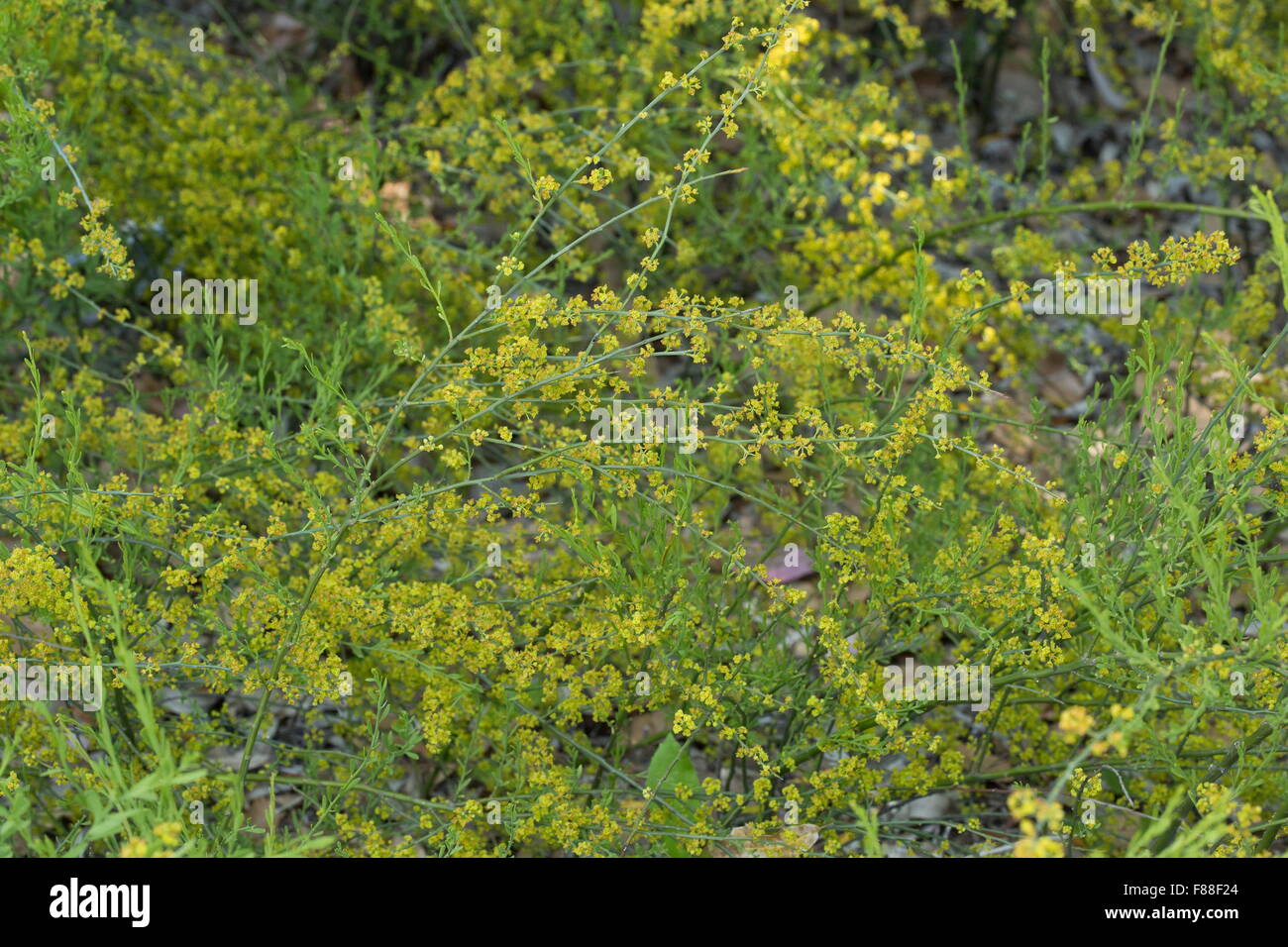 Osyris, Osyris alba, in flower. Semi-parasitic shrub. Spain. Stock Photo