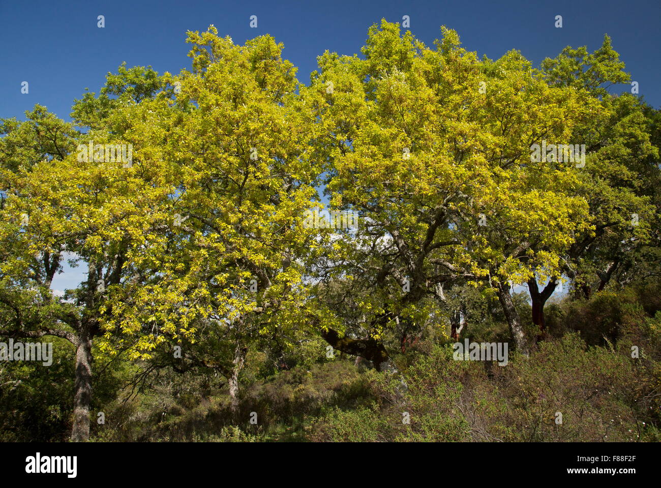 Algerian Oaks, Quercus canariensis in flower, in old dehesa, Sierra de Grazalema, south-west Spain. Stock Photo