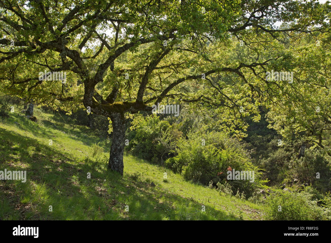 Algerian Oak, Quercus canariensis in old dehesa, Sierra de Grazalema, south-west Spain. Stock Photo