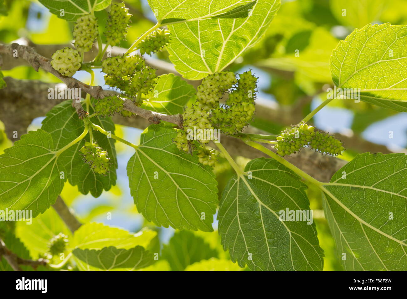 White Mulberry with ripening fruits. Spain Stock Photo