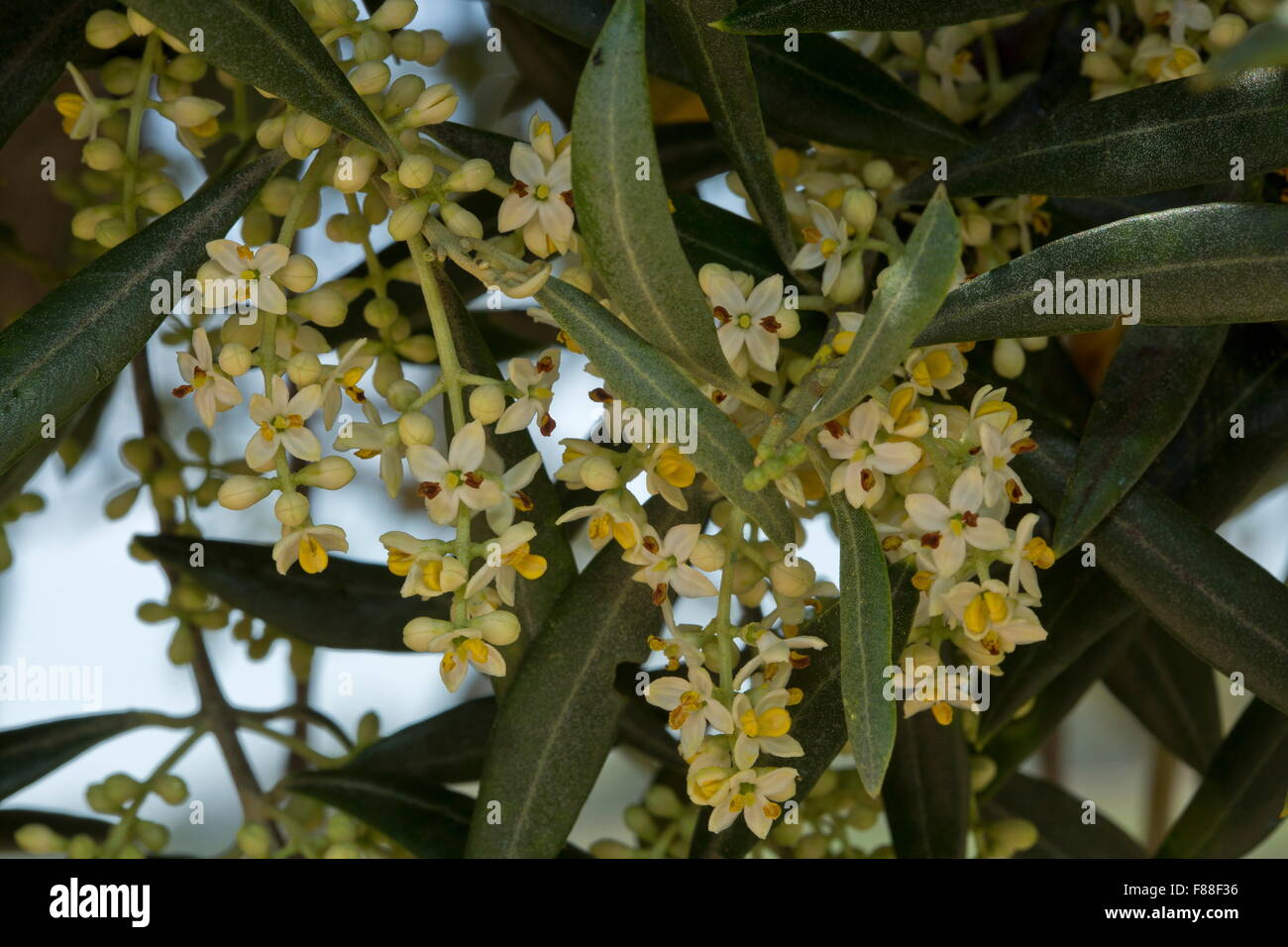 Olive tree in flower in spring. Spain. Stock Photo