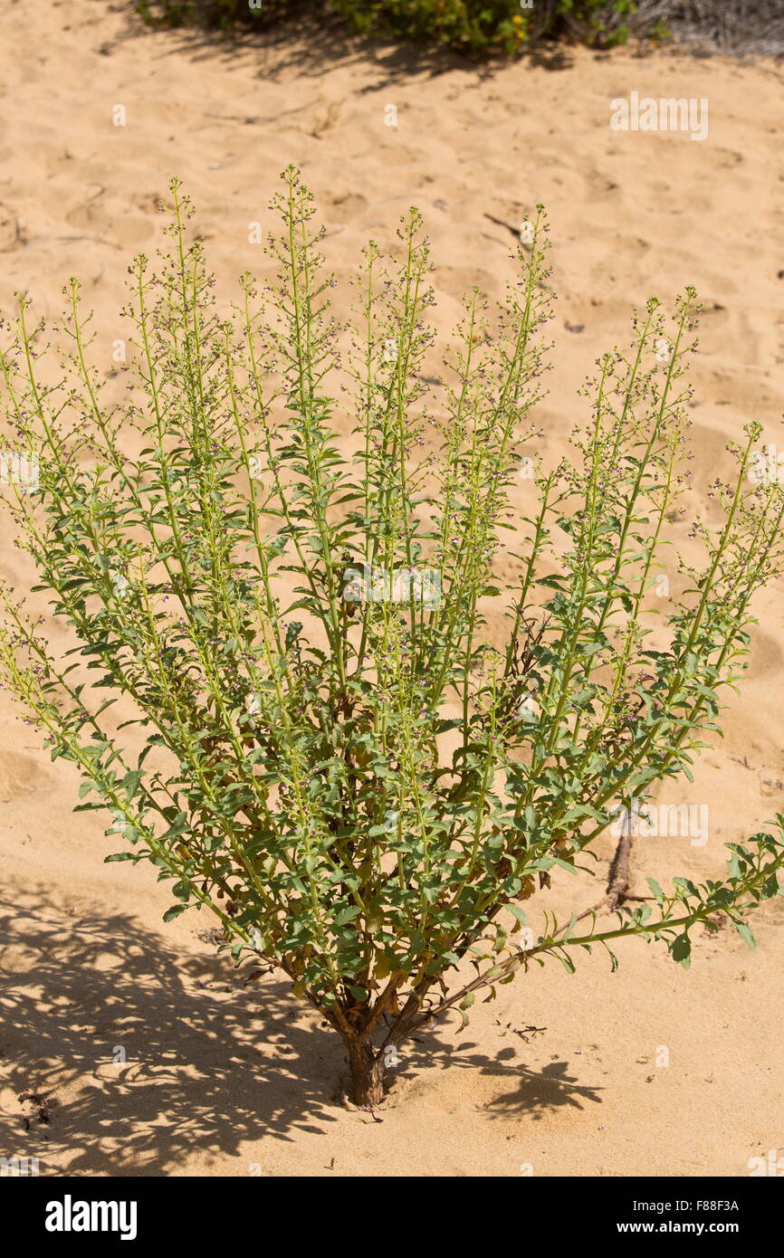 Shrubby Figwort, Scrophularia frutescens on sanddunes, Coto Donana
