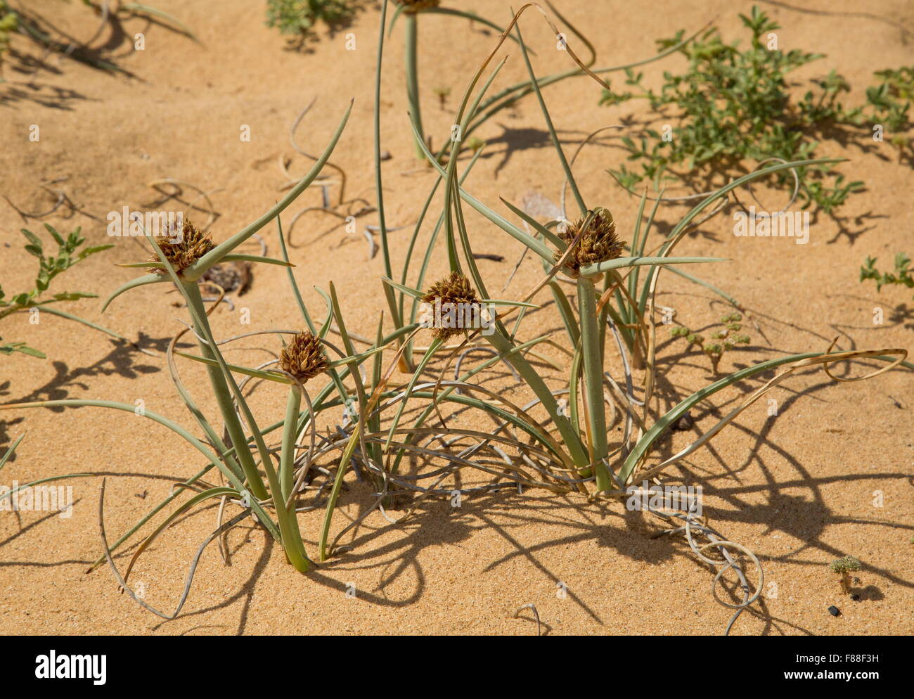 Dune Galingale, Cyperus capitatus, on sand-dunes, south-west Spain. Stock Photo