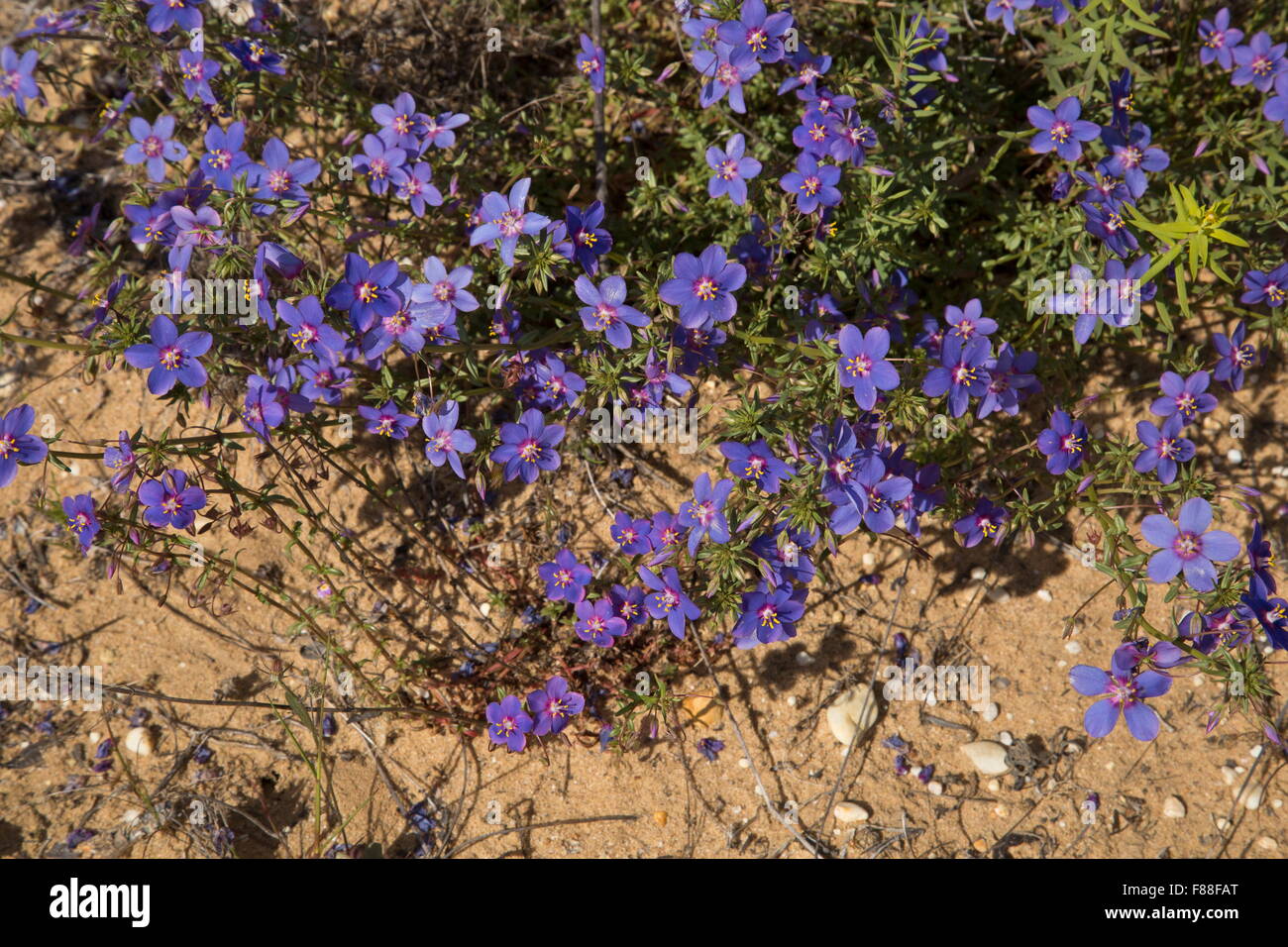 Blue pimpernel, Lysimachia monelli, (formerly Anagallis monellii) on dunes, south-west Spain. Stock Photo