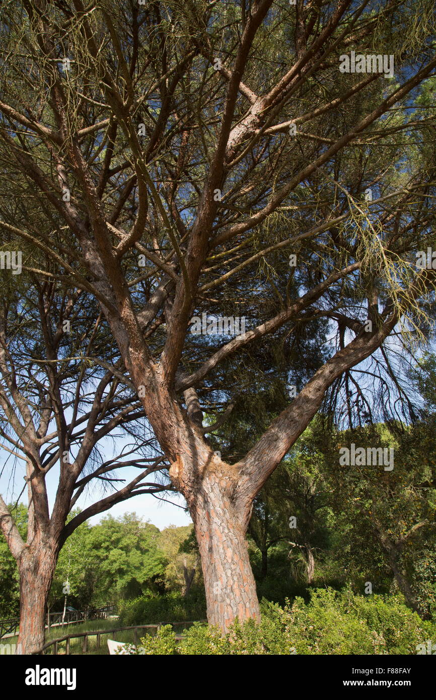 Umbrella Pine, Pinus pinea tree, Coto Donana, Spain. Stock Photo