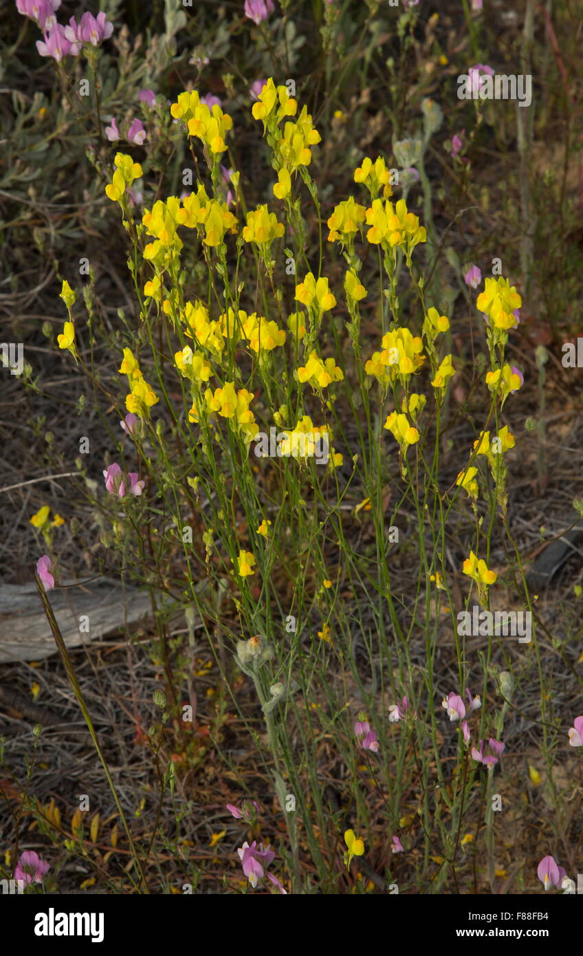 A yellow toadflax, Linaria spartea, growing on sand, south-west Spain. Stock Photo
