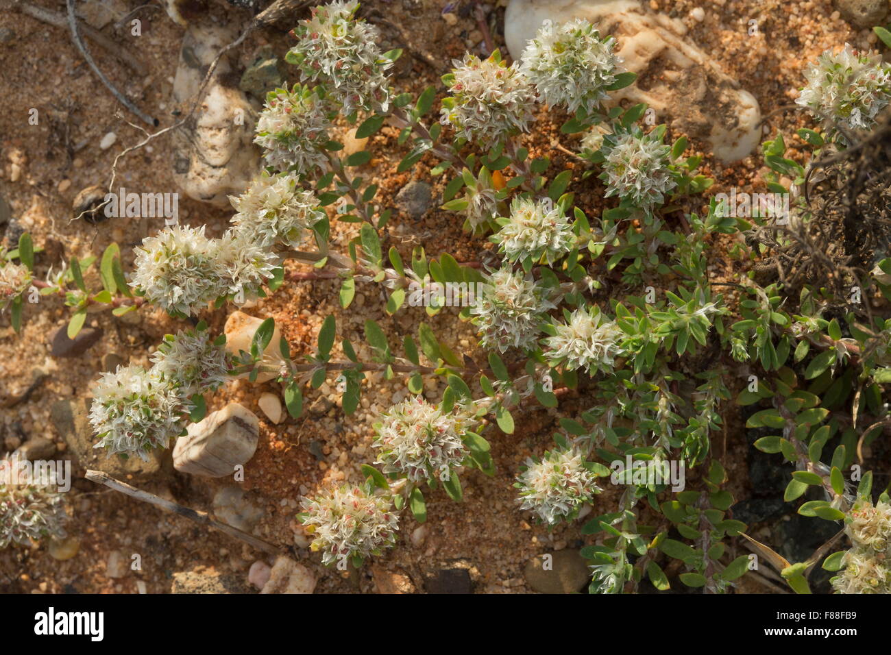 An Algerian tea, Paronychia capitata in flower Stock Photo