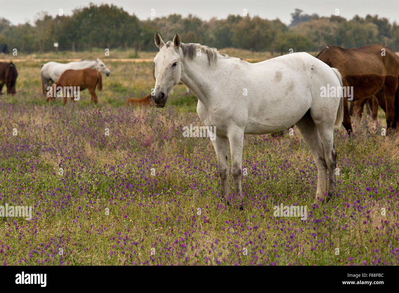 Horses in damp flowery pasture at El Rocio, on the edge of Coto Donana. Stock Photo
