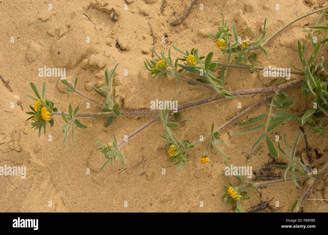 A coastal legume, Anthyllis lotoides, Hymenocarpos lotoides in flower on sand-dunes, Coto Donana, Spain. Stock Photo