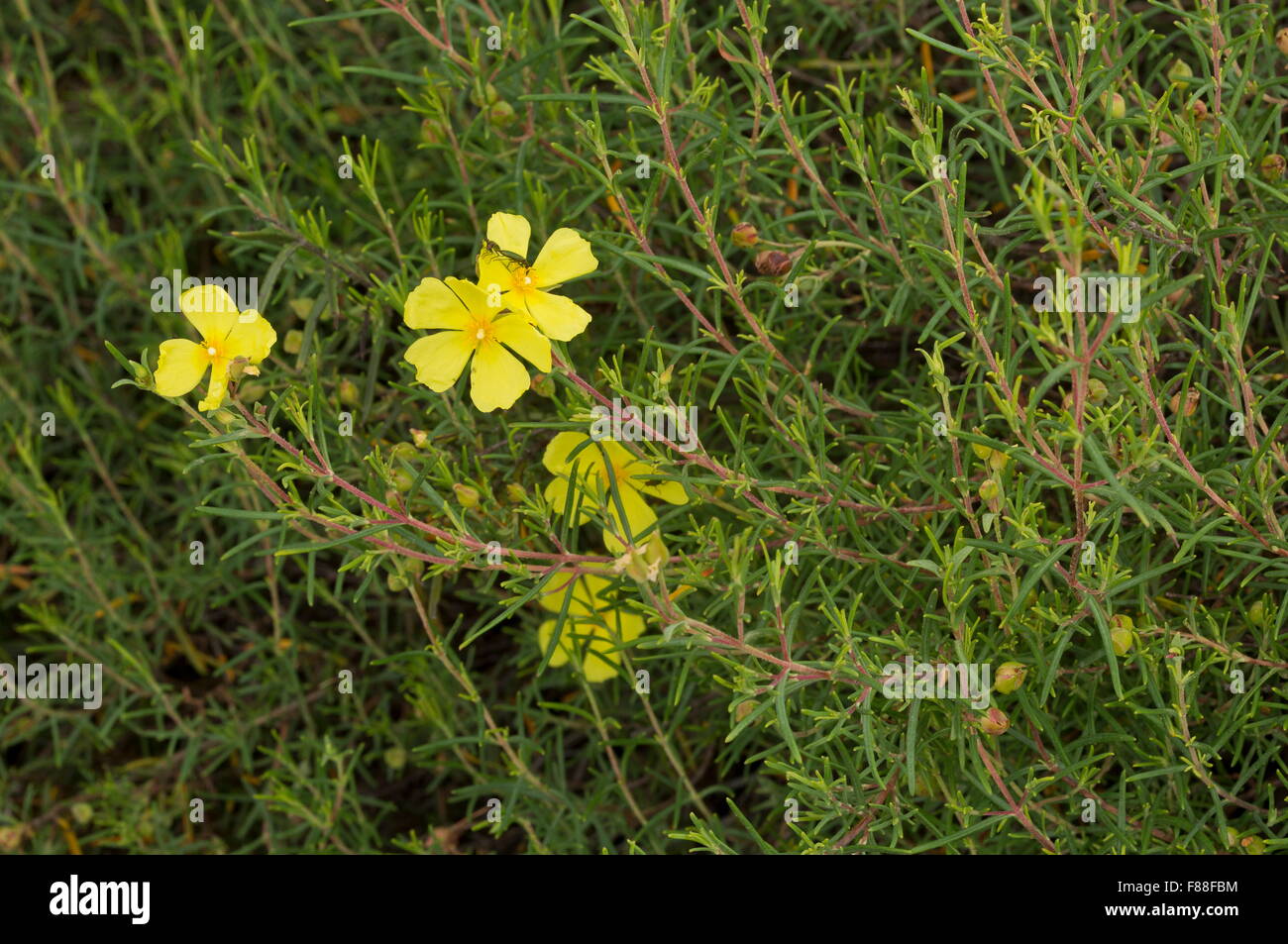Yellow rock-rose, Halimium commutatum in flower on sand-dunes, Coto Donana, Spain. Stock Photo