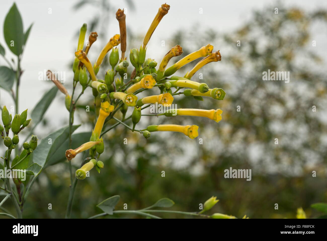 Tree tobacco, Nicotiana glauca, in flower, naturalised in south Spain