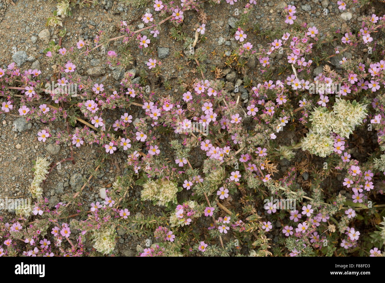 Sea heath, Frankenia laevis in flower in damp saline soil. Stock Photo