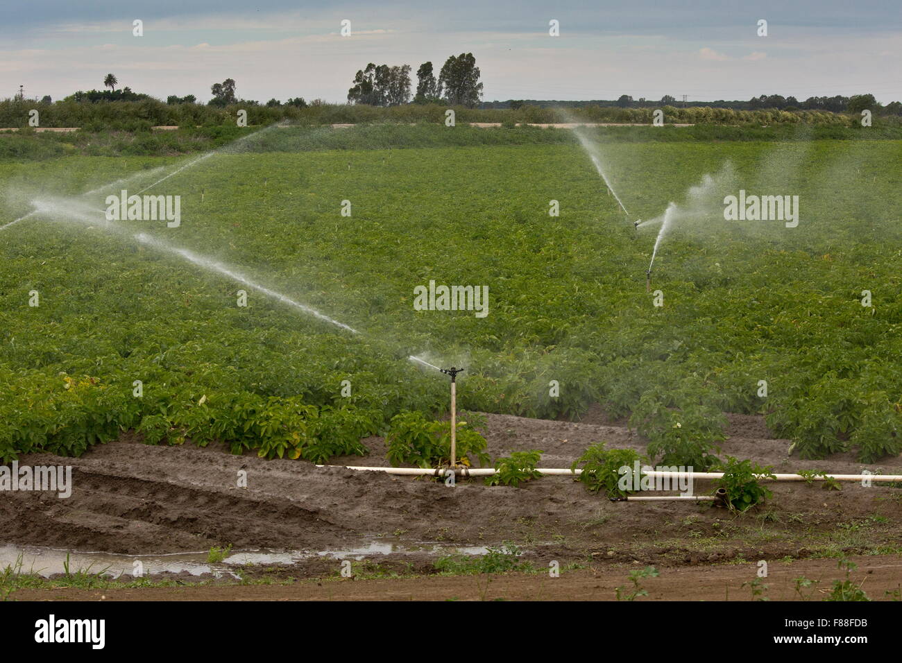 Irrigation of potato crop on land adjacent to Coto Donana National Park. SW Spain. Stock Photo