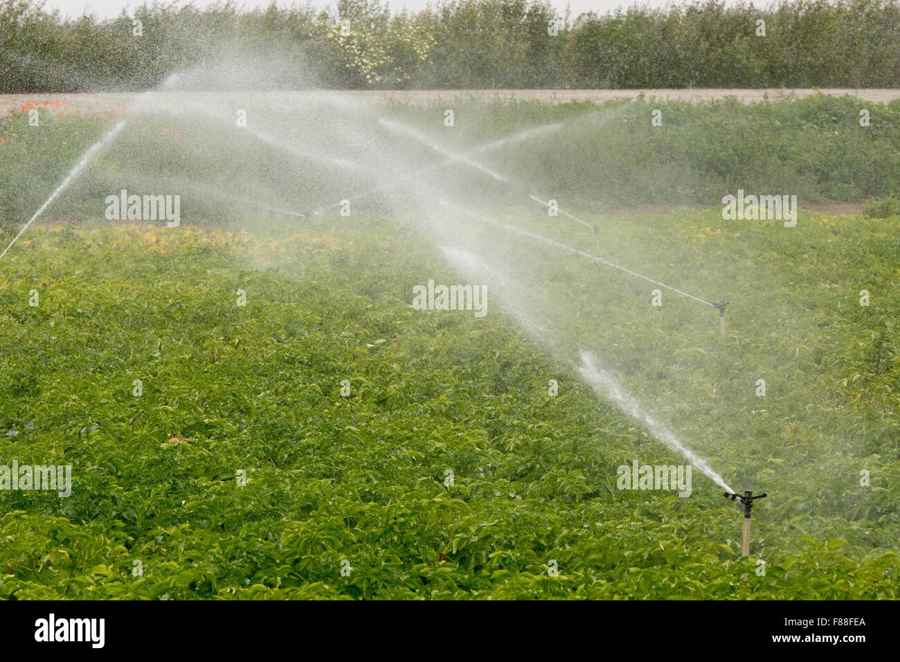 Irrigation of potato crop on land adjacent to Coto Donana National Park. SW Spain. Stock Photo
