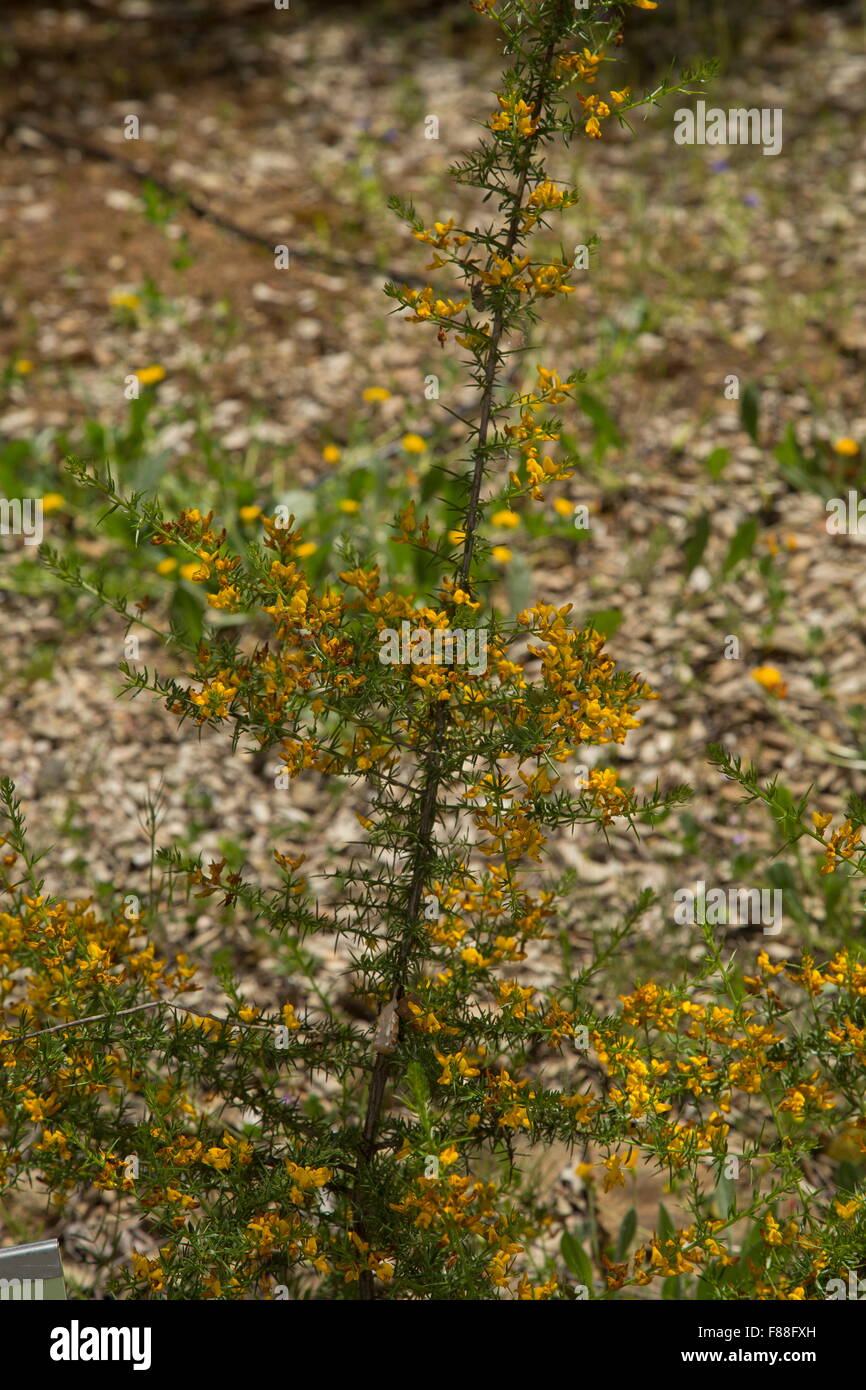 A rare gorse or gorse-heath, Stauracanthus boivinii, rare in south-west Iberia. Stock Photo