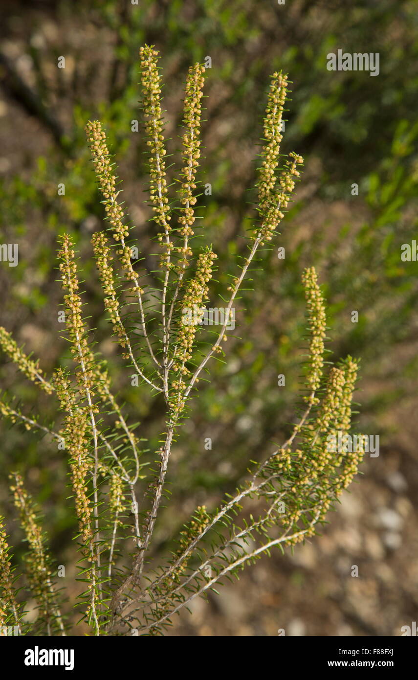 Green Heath, Erica scoparia coming into flower. South Spain. Stock Photo