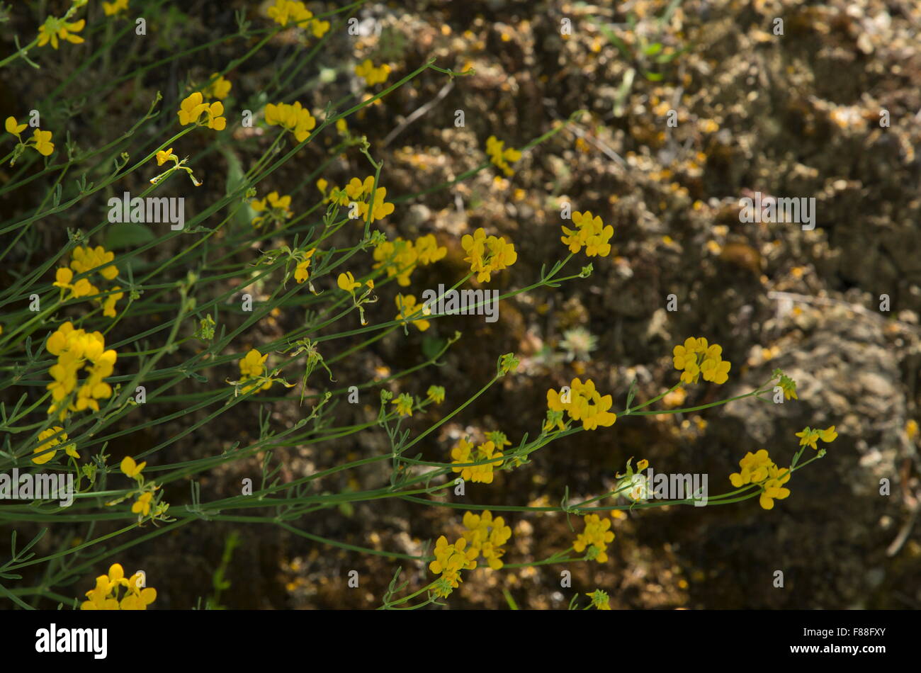 A shrubby legume, Coronilla juncea in flower, south-west Spain. Stock Photo