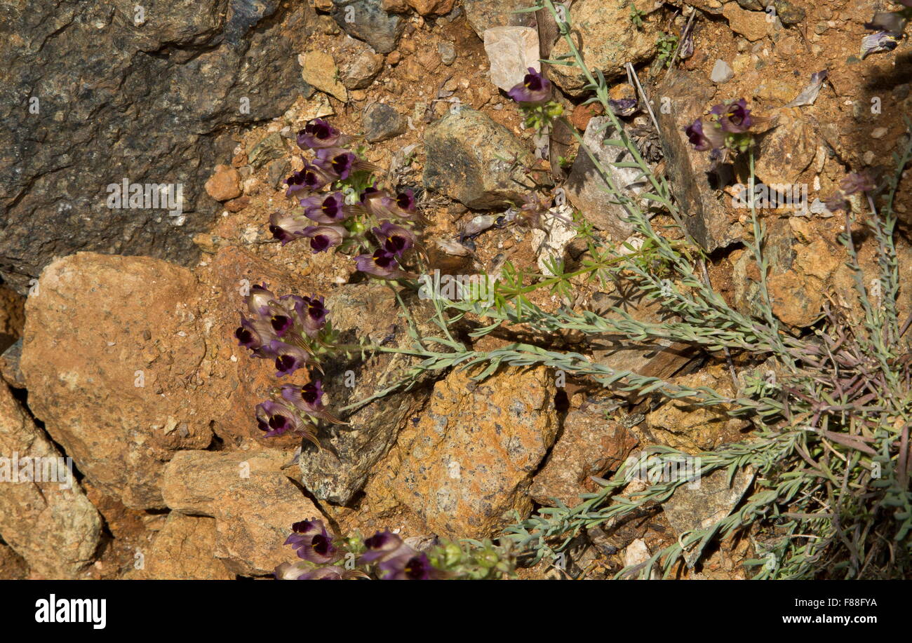 An uncommon toadflax, Linaria aeruginea, south-west Spain. Stock Photo