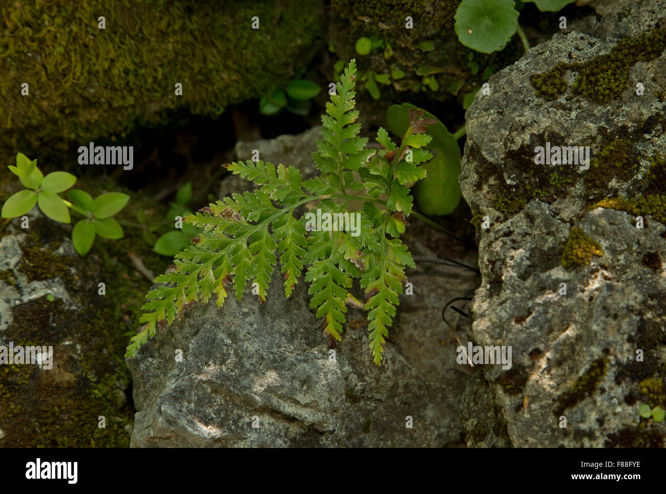 Irish spleenwort, Western Black Spleenwort, Asplenium onopteris in Spain. Stock Photo