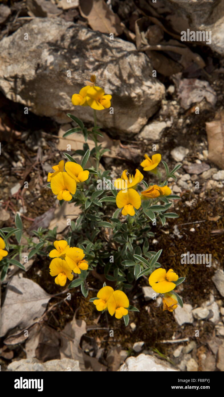 A small shrubby legume, Argyrolobium zanonii on dry limestone slope, south-west Spain. Stock Photo