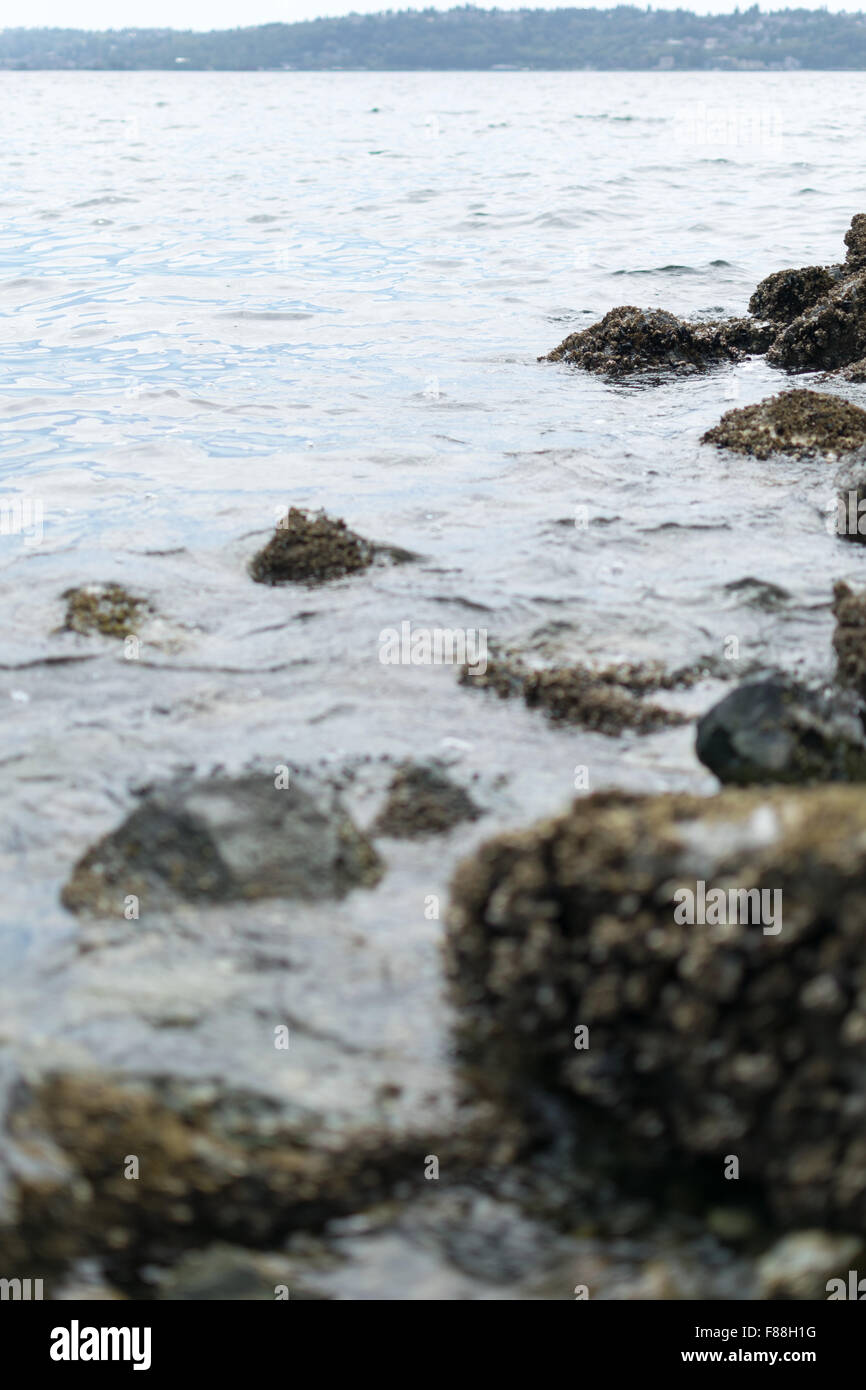 Barnacle covered stones submerge into the bay. Stock Photo