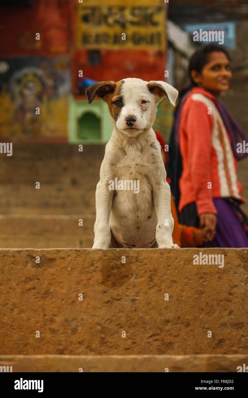 Dog in Varanasi Stock Photo Alamy