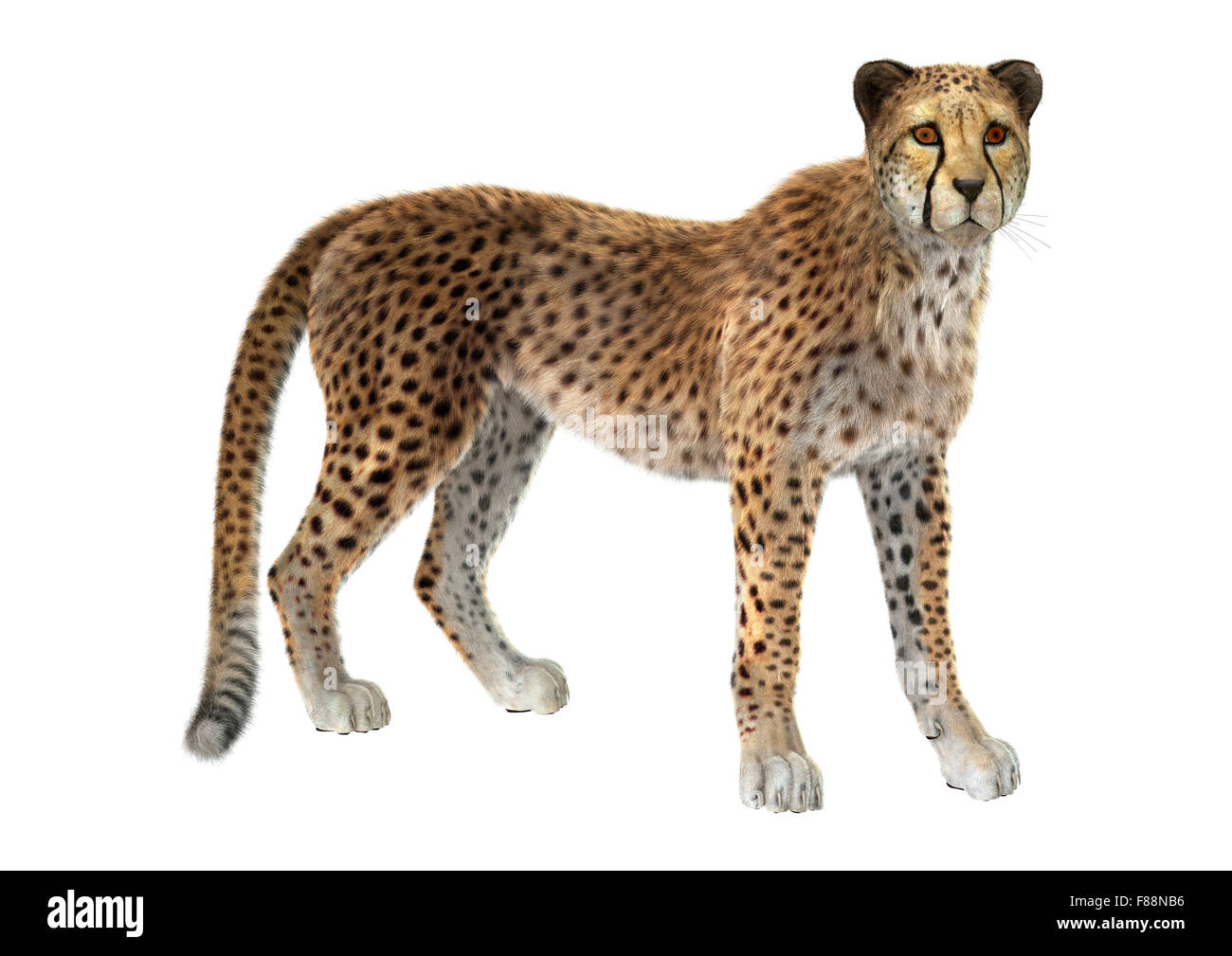 3D digital render of a big cat cheetah isolated on white background Stock Photo