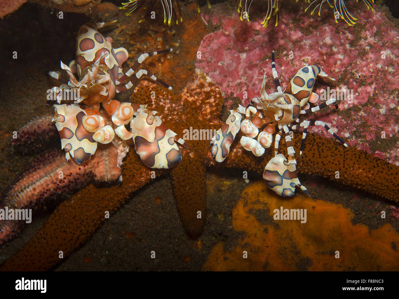 Pair of Harlequin Shrimp, Hymenocera picta, with starfish, Tulamben