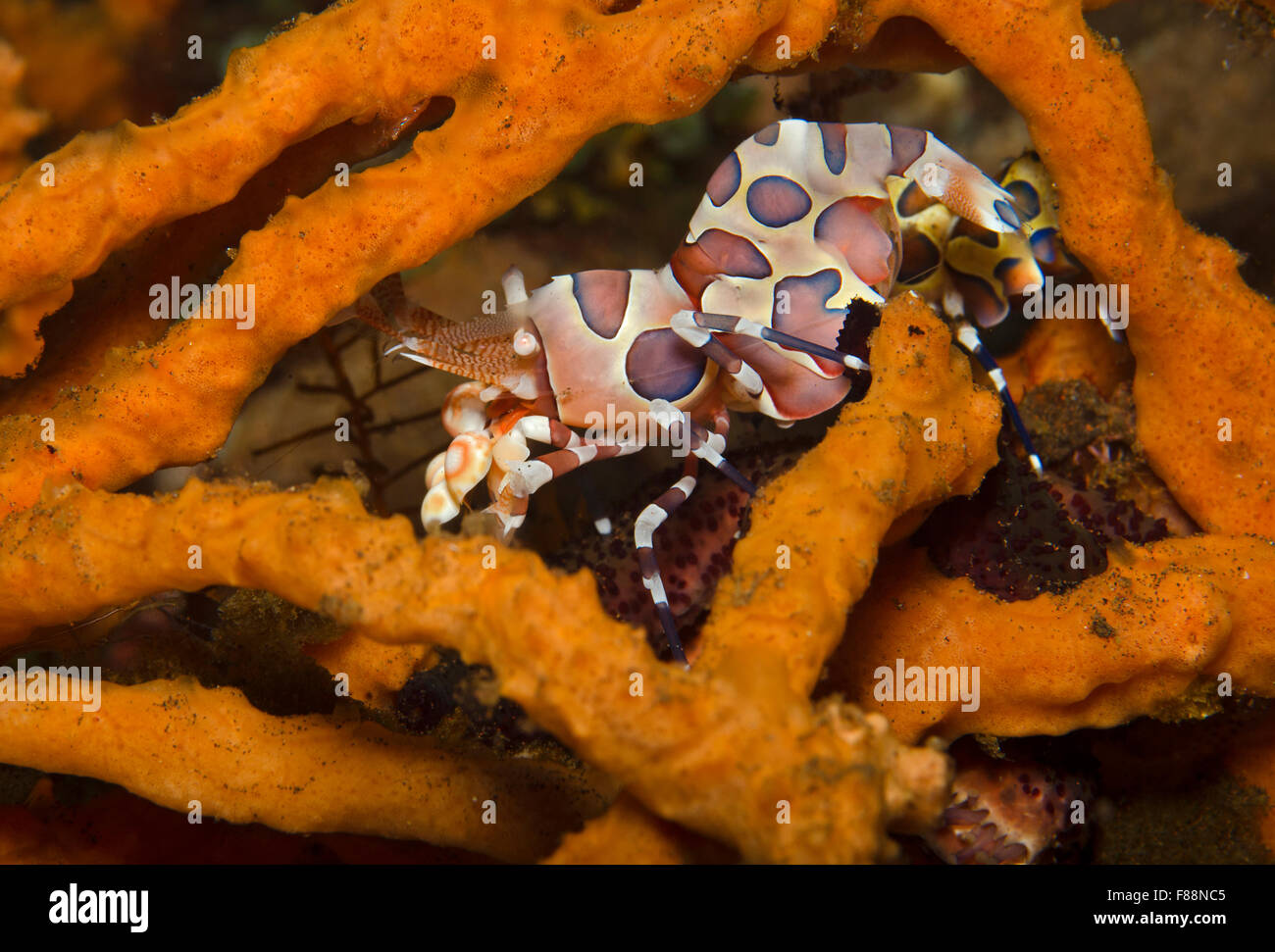 Harlequin Shrimp, Hymenocera picta, with starfish leg in sponge