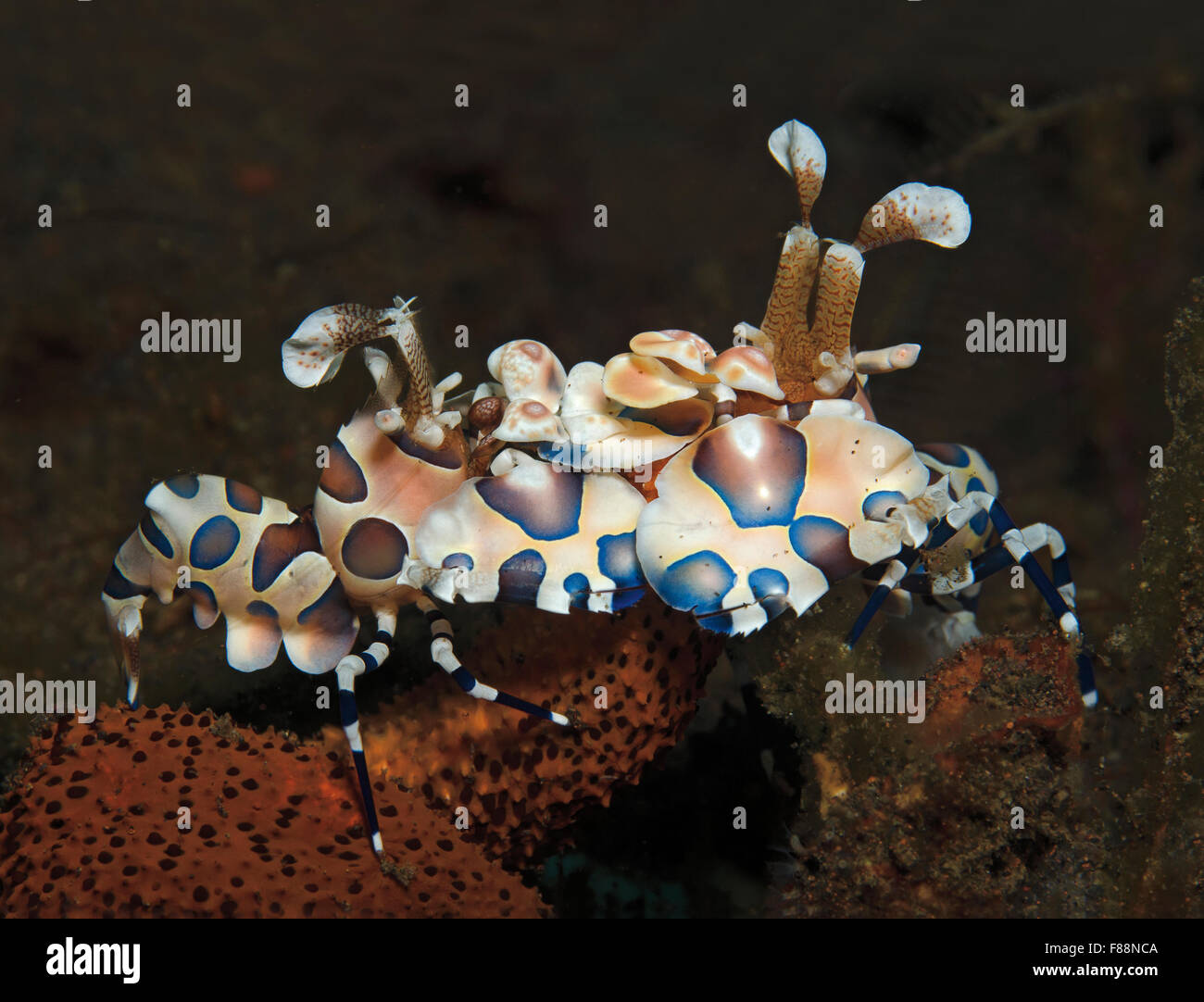 Pair of Harlequin Shrimp, Hymenocera picta, with starfish leg, Tulamben, Bali, Indonesia Stock Photo
