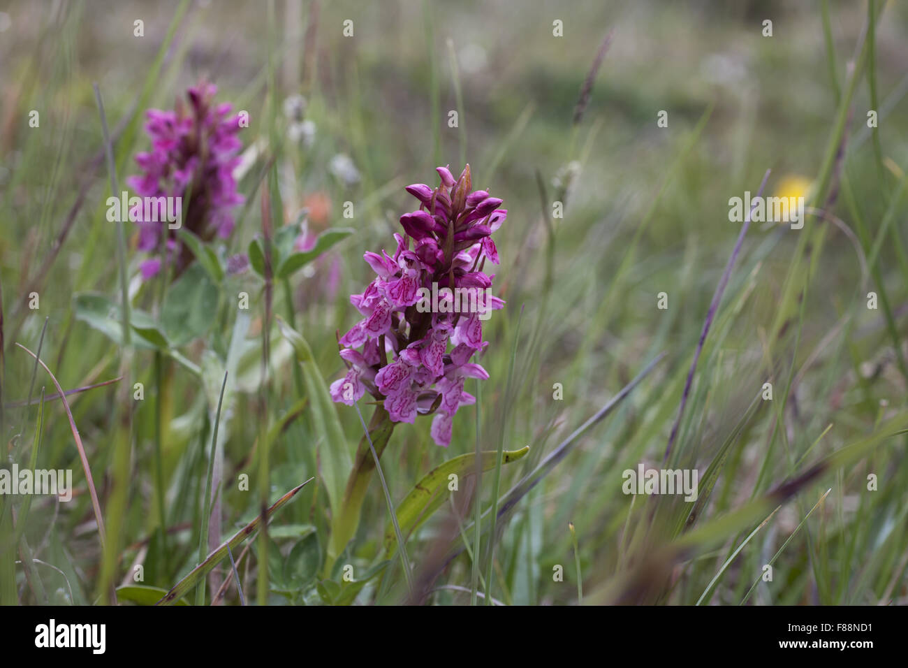 Early Marsh-Orchid (Dactylorhiza incarnata) growing at damp meadow. Stock Photo