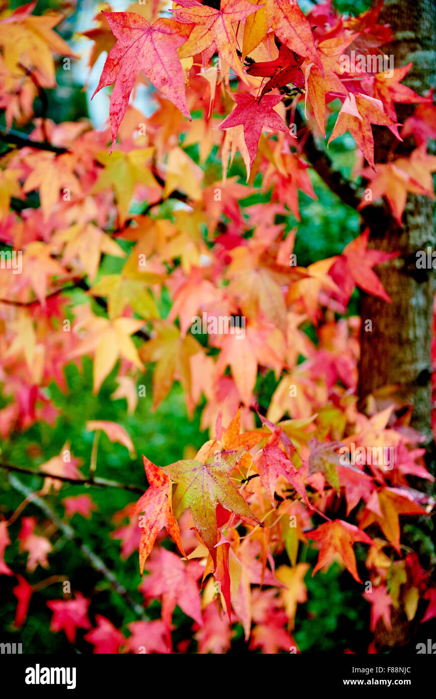 Beautiful maple leaves turning colour in Autumn Stock Photo Alamy