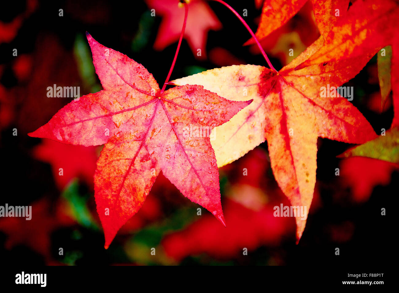Maple leaf turning red hi-res stock photography and images - Alamy