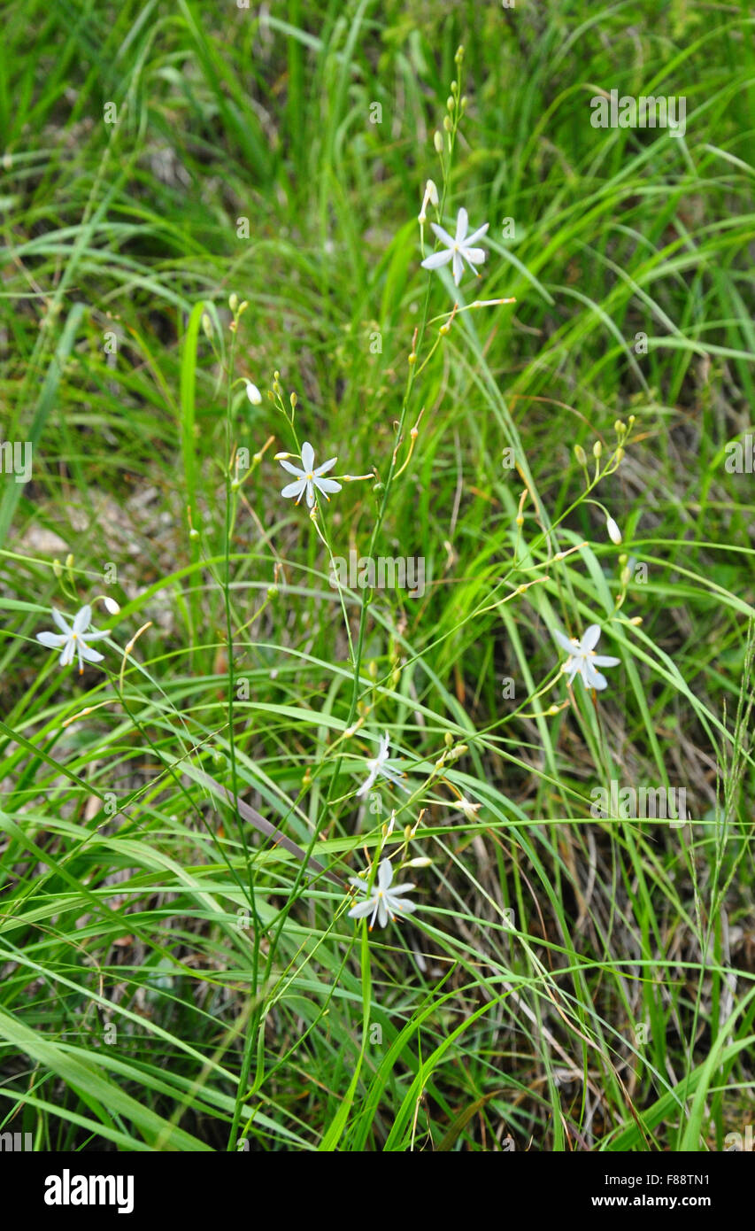 Spider plant (Anthericum ramosum) Stock Photo