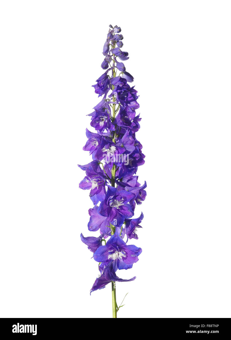 Delphinium flower Stock Photo