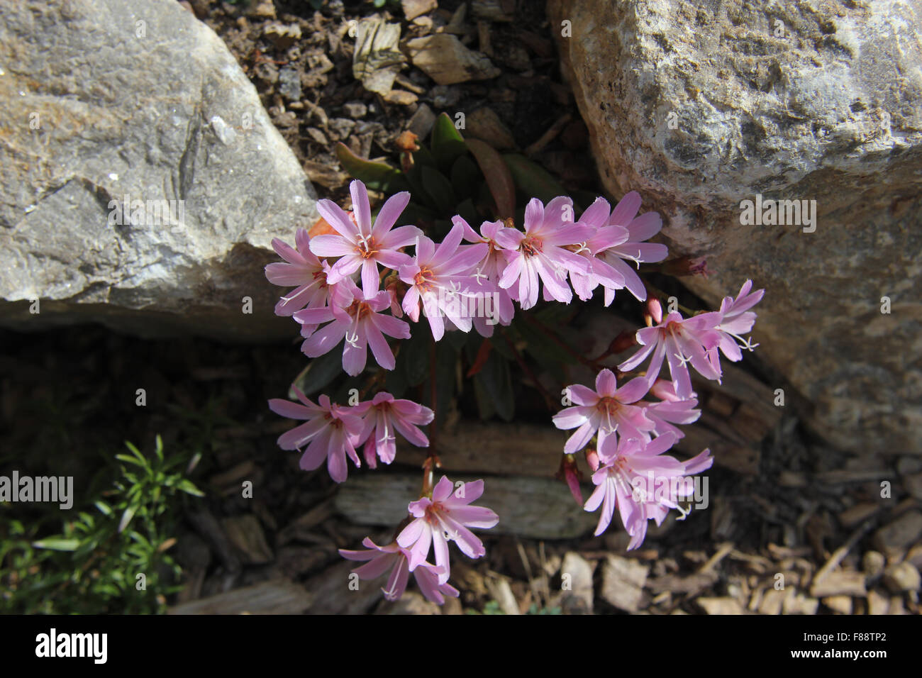 Lewisia (Lewisia cotyledon) in rockery, pale pink flowers, from above Stock Photo