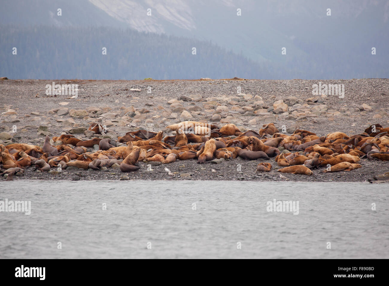 Steller sea lion in the wild alaska Eumetopias jubatus Stock Photo