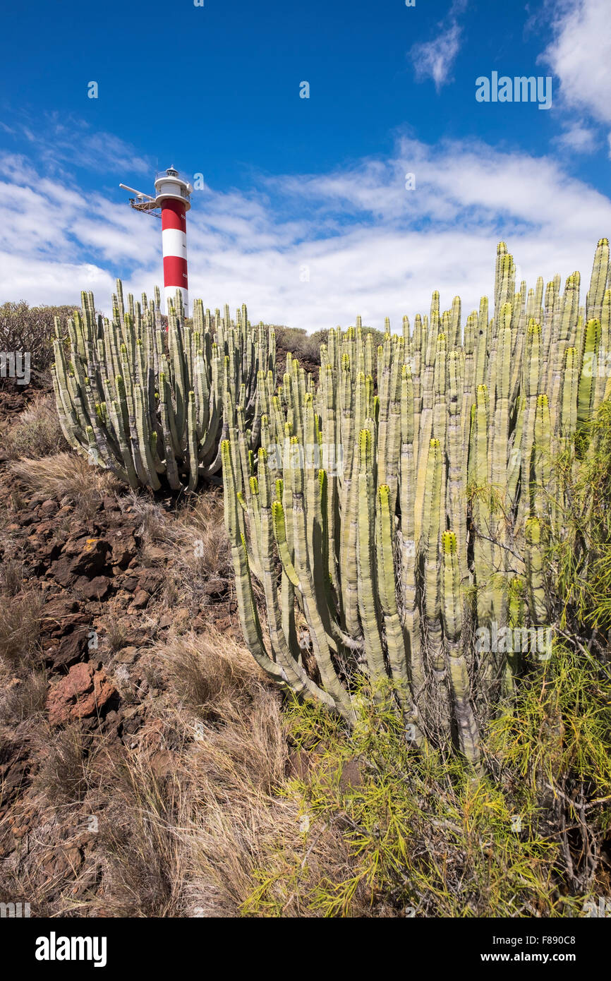 Palm Mar lighthouse and euphorbia canariensis cactus in the malpais area,  Tenerife, Canary Islands, Spain Stock Photo - Alamy
