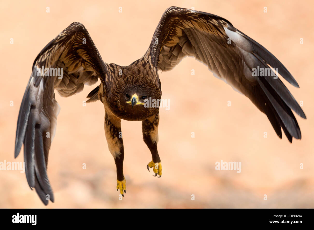 Greater Spotted Eagle, Juvenile in flight, Salalah, Dhofar, Oman (Clanga clanga) Stock Photo