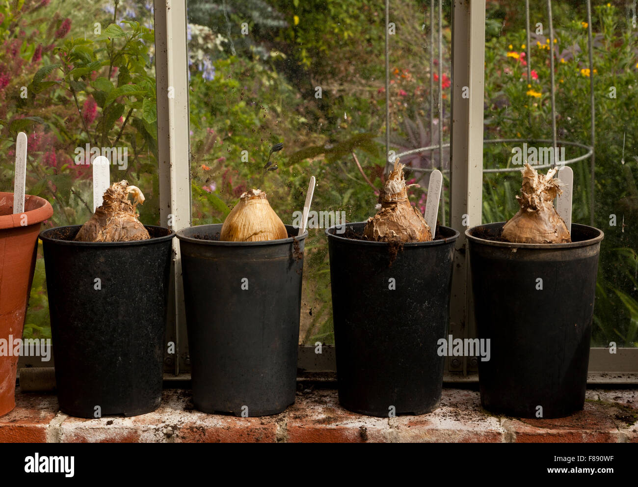Four Amaryllis bulbs in pots in a greenhouse Stock Photo