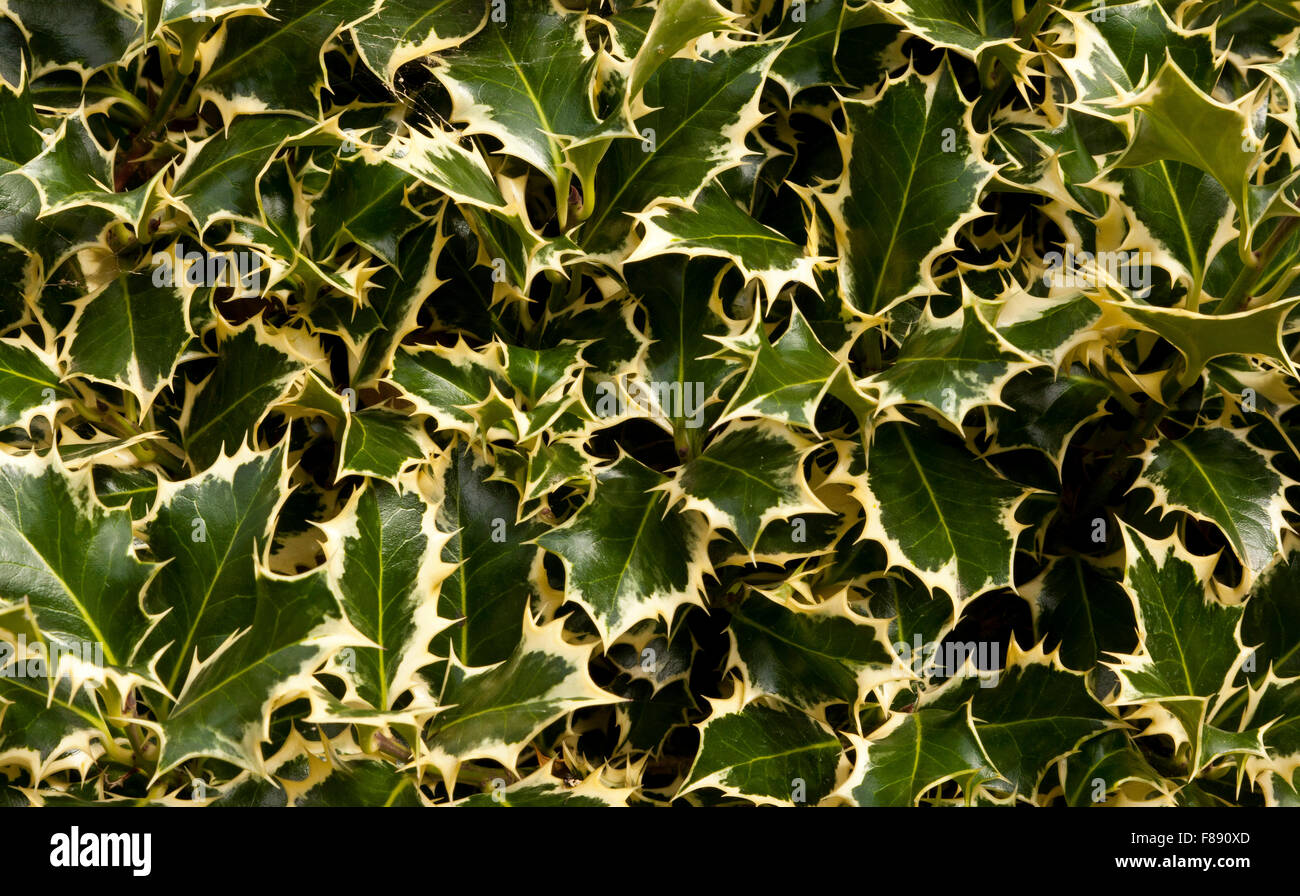 Variegated Holly Stock Photo