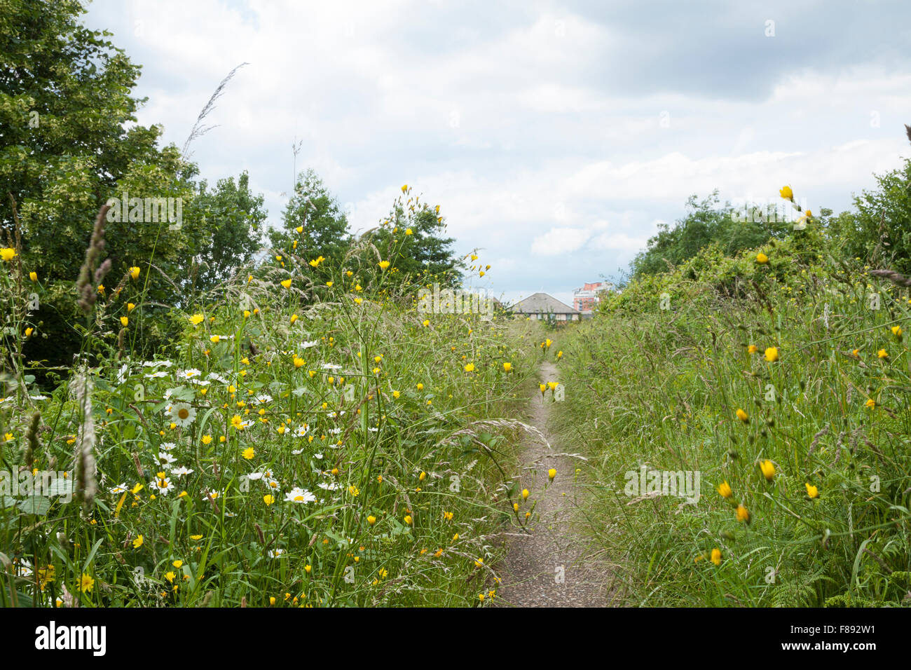 Path through summer flowers meadow Stock Photo - Alamy